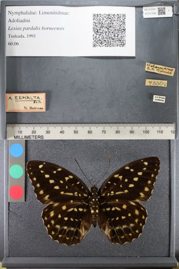 Media type: image;   Entomology 141398